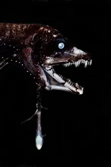 Deep Sea Fish Drucke: Dragonfish (Eustomias triramis)