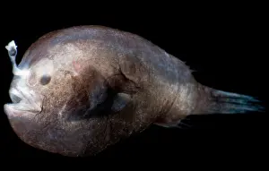 Lophiiformes Family Fish Drucke: Dreamer, Oneirodidae