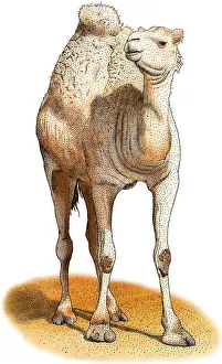 Mammal Illustrations Online Drucke: Dromedary