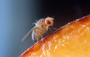 Arthropod Photography Drucke: Drosophila on Fruit