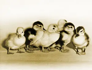 Colorful Birds Drucke: Ducklings