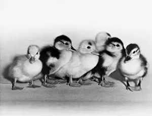 Group Of Ducks Drucke: Ducklings
