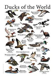 Drucke von Ein farbenfrohes Collage wissenschaftlich genauer Illustrationen verschiedener Arten von Enten. Die Anordnung zeigt über zwanzig verschiedene Arten von Enten, einschließlich einiger bedrohter Arten Stockente Drucke: Enten der Welt