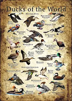 Wildlife Illustrations Drucke: Ducks of the World