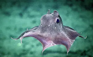 Dumbo Octopus