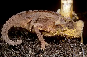 Camouflaged Reptile Drucke: Dwarf Chameleon