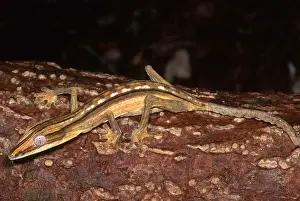 Madagascar Geckos Drucke: Dwarf Leaf-Tailed Gecko