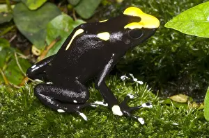 Amazon Rainforest Frogs Drucke: Dyeing Poison Frog