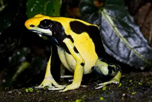 Amazon Rainforest Frogs Drucke: Dyeing Poison Frog