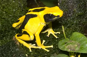 Amazon Rainforest Frogs Drucke: Dyeing Poison Frog