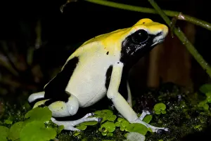 Amazon Rainforest Animals Drucke: Dyeing Poison Frog