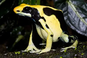 Amazon Rainforest Animals Drucke: Dyeing Poison Frog
