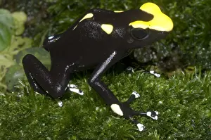 Amazon Rainforest Animals Drucke: Dyeing Poison Frog