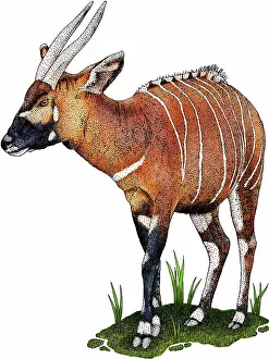 Gerahmter Druck : Ostbongoantilope (Tragelaphus eurycerus isaaci)