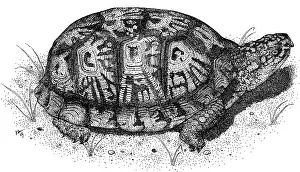 Gerahmter Druck : Ostamerikanische Feldschnecke Gerahmter Druck : Ostamerikanische Feldschnecke