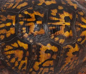Gerahmter Druck : Ostlicher Box-Schildkröten, Schalenmuster. Gerahmter Druck : Ostlicher Box-Schildkröten, Schalenmuster.