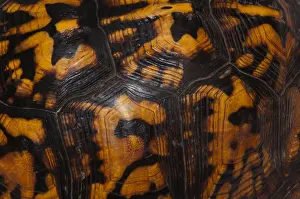 Gerahmter Druck : Ostliche Schaufel-Schildkröte, Panzermuster. Gerahmter Druck : Ostliche Schaufel-Schildkröte, Panzermuster.