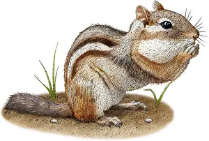 Ost-Chipmunk