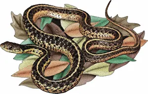 Wildlife Illustrations Drucke: Eastern Garter Snake