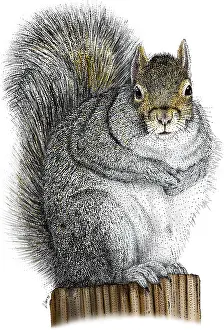 Eastern Gray Squirrel Drucke: Eastern Gray Squirrel
