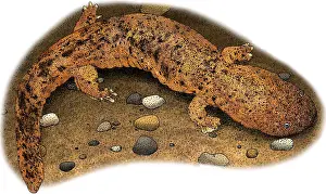 American Wildlife Art Drucke: Eastern Hellbender
