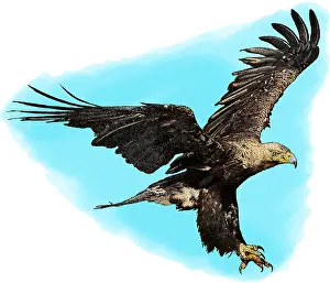 Eastern Imperial Eagle Drucke: Eastern imperial eagle