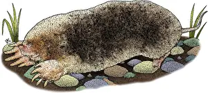 American Wildlife Art Drucke: Eastern Mole