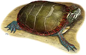 Animal Illustrations Online Drucke: Eastern Painted Turtle