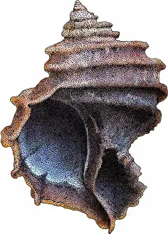 Ecphora Gardnerae