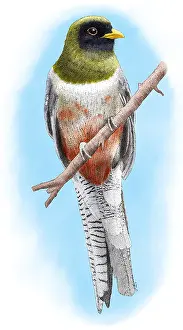 Wildlife Artwork Drucke: Elegant Trogon