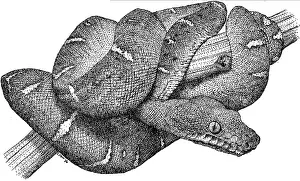 Reptile Illustrations Drucke: Emerald Boa