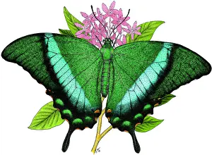 Swallowtail Butterfly Images Drucke: Emerald Swallowtail Butterfly