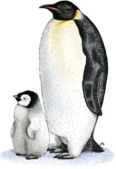 Emperor Penguin Chick Drucke: Emperor Penguin with Chick