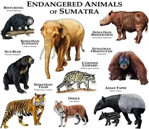 Endangered Species In Asia Drucke: Endangered Animals of Sumatra
