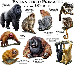 Wildlife Artwork Drucke: Endangered Primates of the World