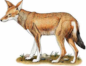 Äthiopischer Wolf