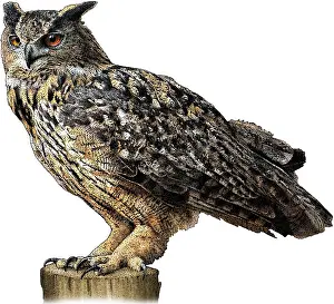 Bird Of Prey Artwork Drucke: Eurasian eagle owl