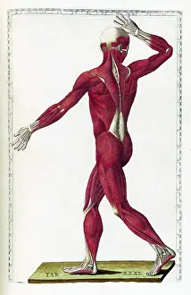 Human Anatomy Illustrations Drucke: Eustachi, 'Tabulae anatomicae', 1783