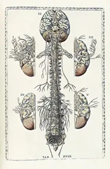 Human Anatomy Illustration Drucke: Eustachi, 'Tabulae anatomicae', 1783