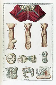 Human Anatomy Illustration Drucke: Eustachi, 'Tabulae anatomicae', 1783