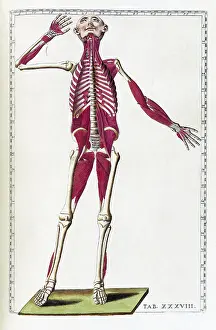 Human Body Structure Drucke: Eustachi, 'Tabulae anatomicae', 1783