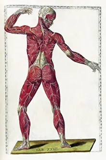 Human Anatomy Illustrations Drucke: Eustachi, 'Tabulae anatomicae', 1783