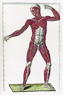 Anatomical Illustrations Drucke: Eustachi, 'Tabulae anatomicae', 1783