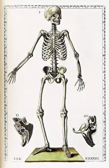 Anatomical Illustration Drucke: Eustachi, 'Tabulae anatomicae', 1783