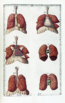 Respiratory System Anatomy Drucke: Eustachi, 'Tabulae anatomicae', 1783
