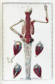 Human Anatomy Illustration Drucke: Eustachi, 'Tabulae anatomicae', 1783