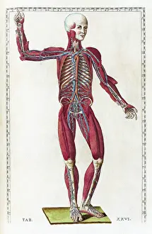 Human Anatomy Illustration Drucke: Eustachi, 'Tabulae anatomicae', 1783