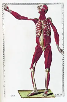 Human Anatomy Illustration Drucke: Eustachi, 'Tabulae anatomicae', 1783