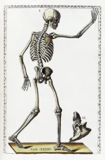 Human Anatomy Illustration Drucke: Eustachi, 'Tabulae anatomicae', 1783
