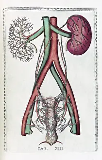 Anatomical Illustration Drucke: Eustachi, 'Tabulae anatomicae', 1783